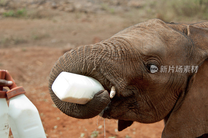 小象拿着一瓶牛奶