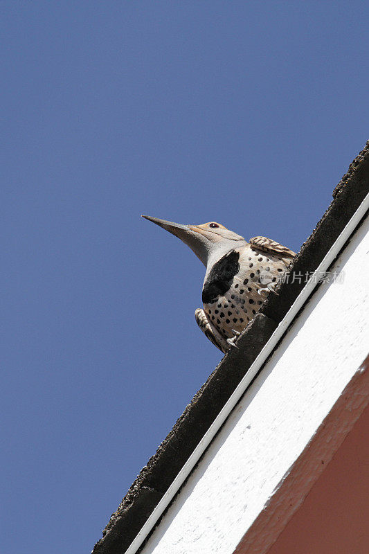 Woodpecker-Northern闪烁