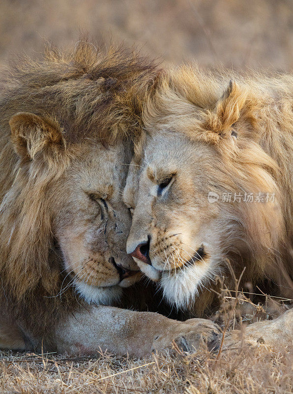 狮子问候，坦桑尼亚非洲