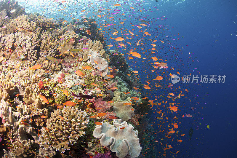 繁忙的珊瑚礁