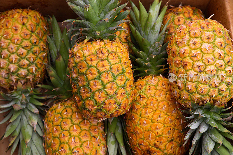 考艾岛:菠萝
