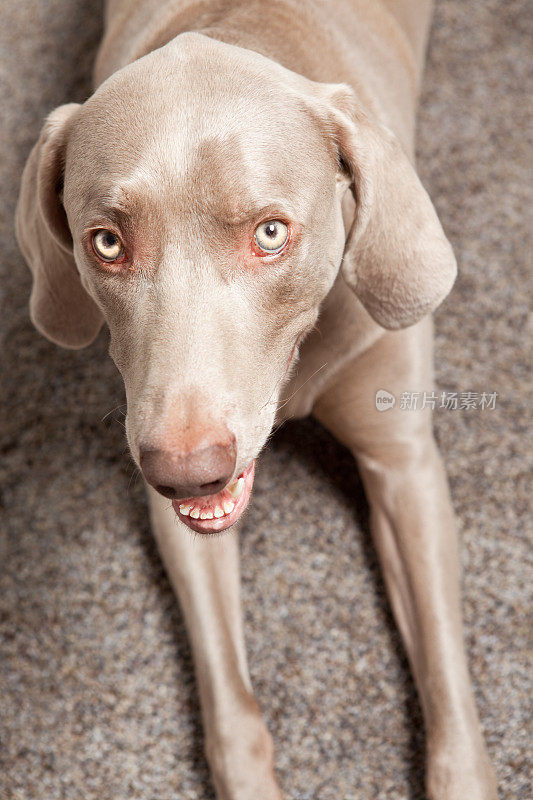 威玛拉犬躺下向上看