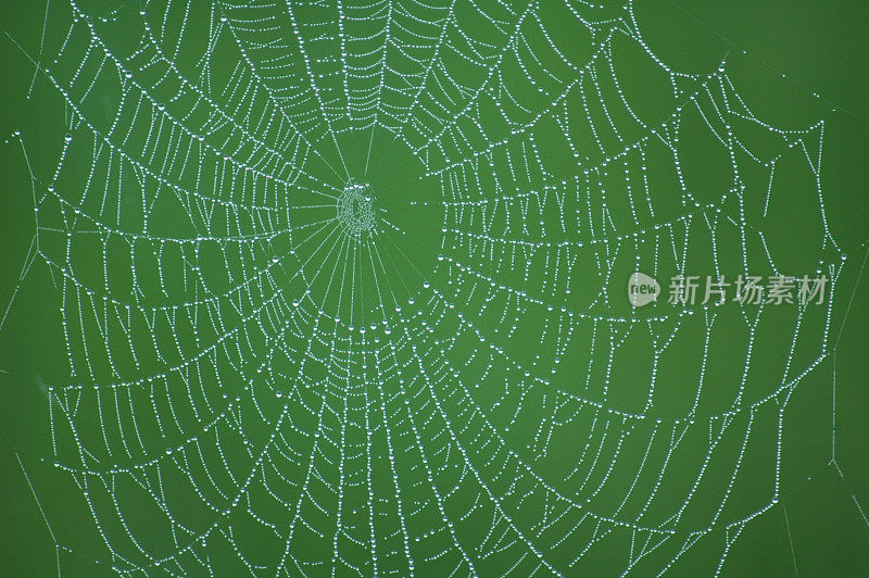 绿色的蜘蛛网
