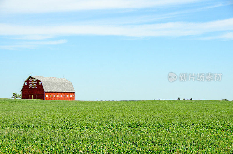 红谷仓和麦田