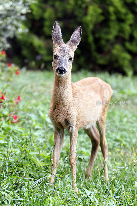 可爱的小鹿站在草地上