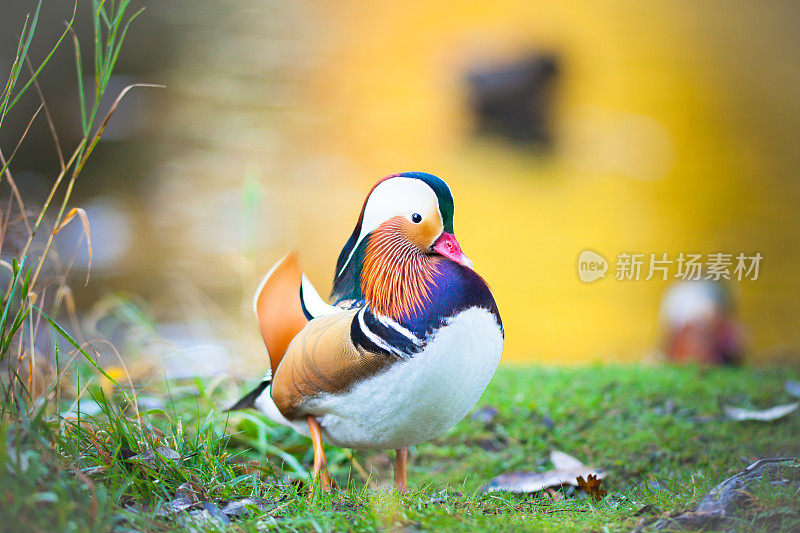 鸳鸯