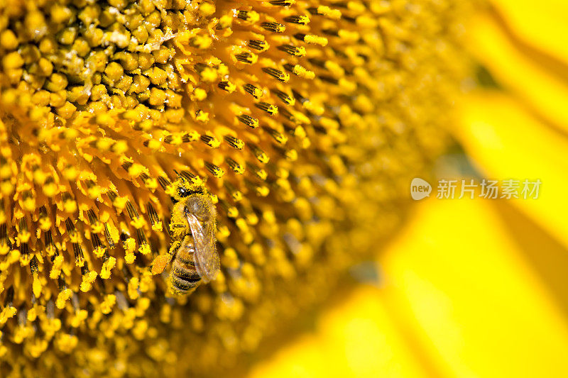 蜜蜂在向日葵