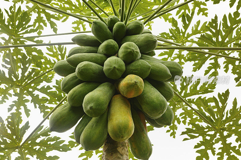 有成熟和未成熟果实的木瓜树。