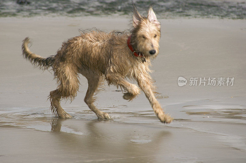 海滩上的小狗