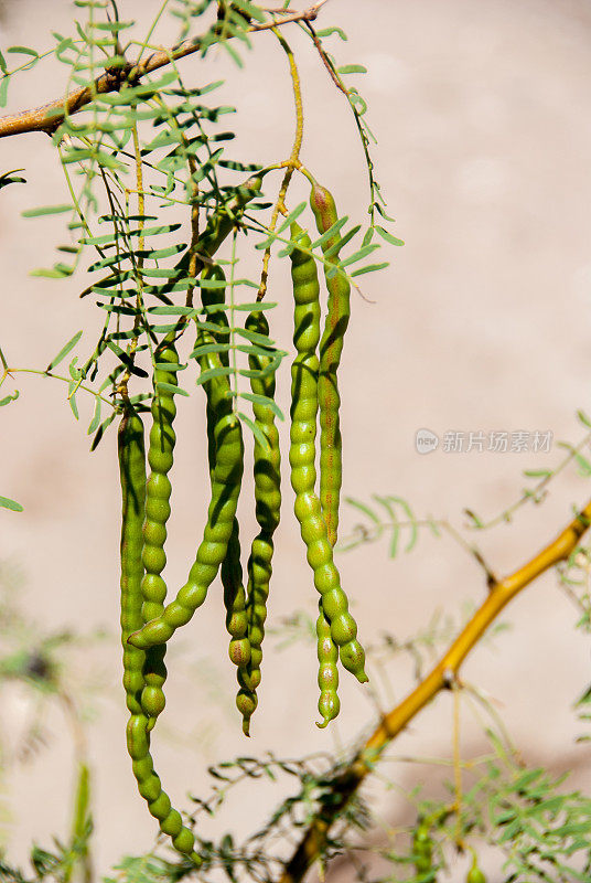 沙漠中的绿豆科豆