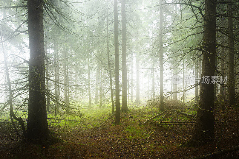 野生天然云杉森林在浓雾