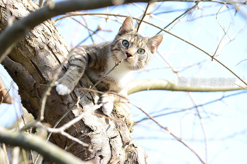 一只猫想在苹果树上捉鸟