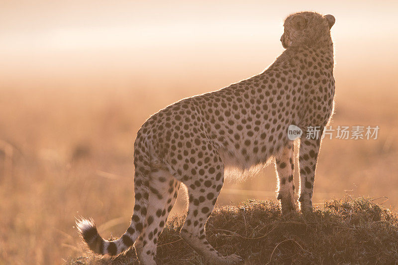 肯尼亚马赛马拉，站在土墩上的猎豹