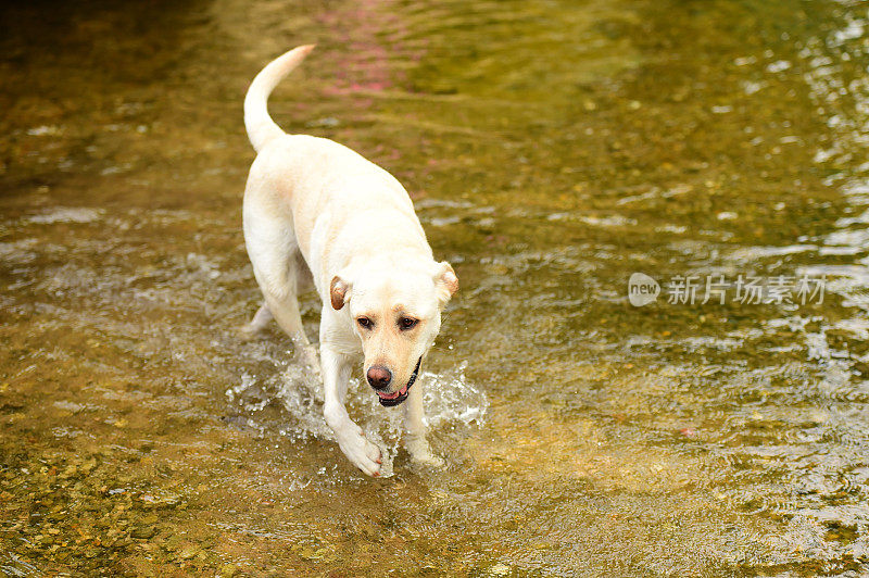 拉布拉多寻回犬