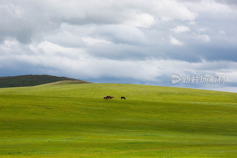 蒙古:草原上的马