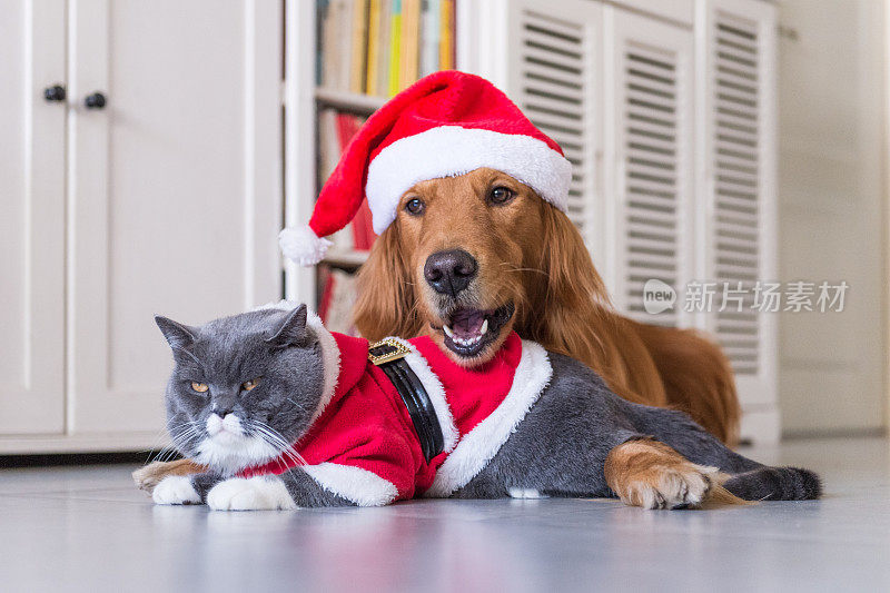 戴着狗和猫的圣诞帽