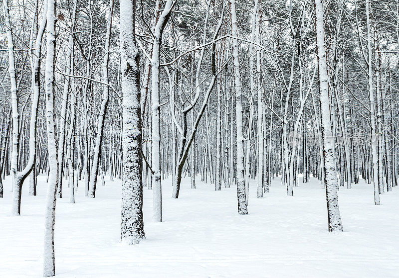 美丽的冬季森林景色，光秃秃的树木被雪覆盖