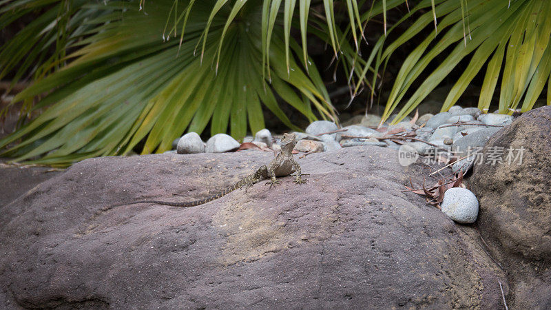 蜥蜴坐在岩石上