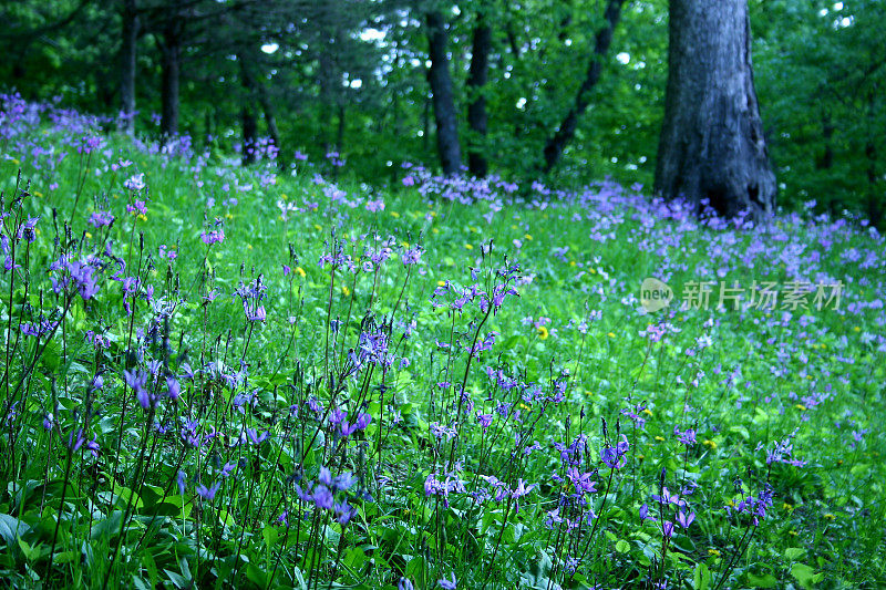 Dodecatheon山坡上的野花