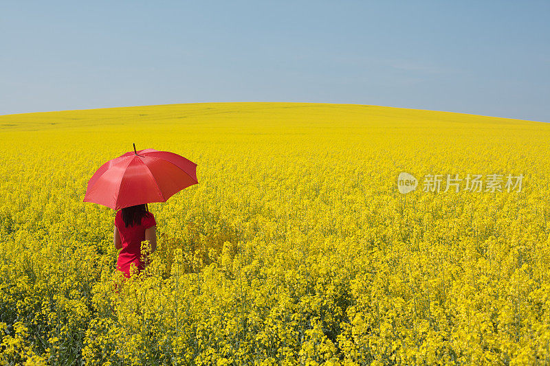 在油菜上拿着红伞的女人的后视图(XXXL)