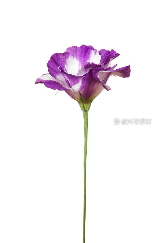 Eustoma(桔梗)