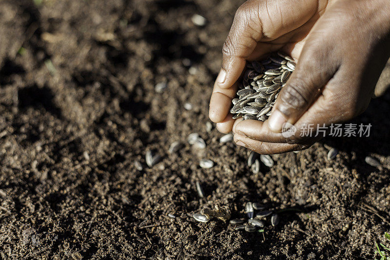 非洲为可持续的未来播下种子