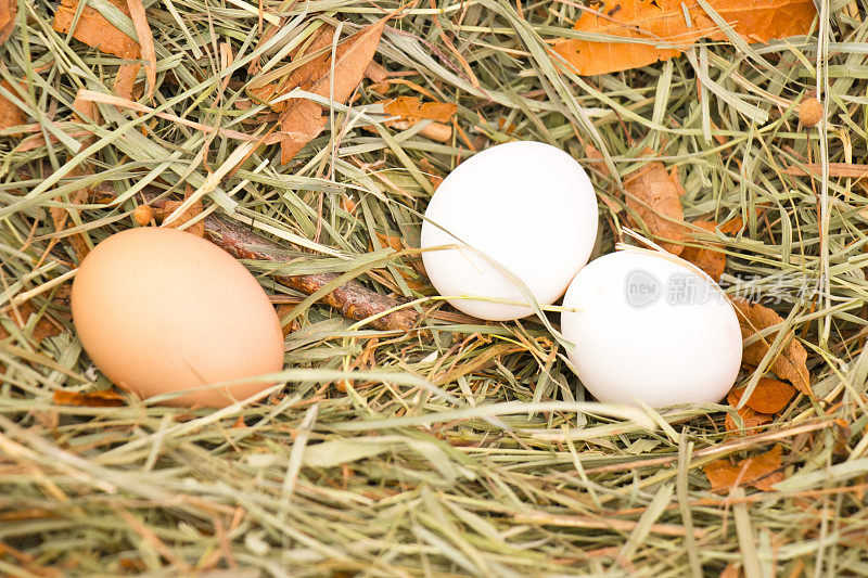 三个蛋在一个窝里