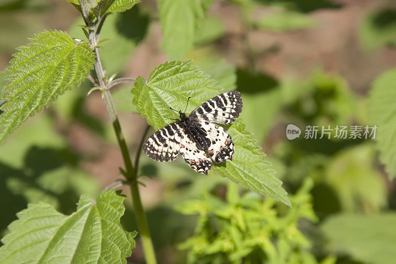 石灰蝴蝶（帕皮利奥・德莫莱乌斯）