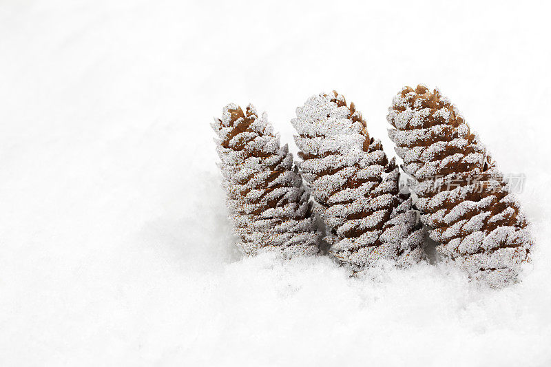 白雪皑皑的背景上闪闪发光的松果