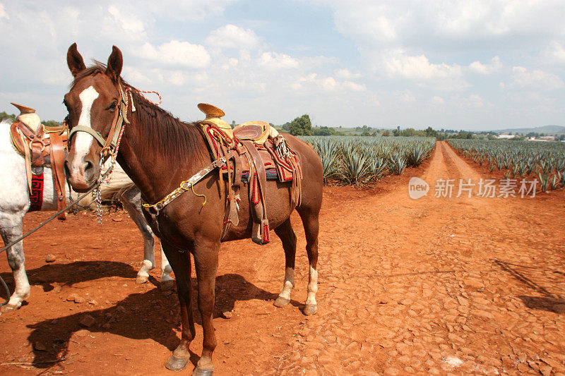 墨西哥农场的马