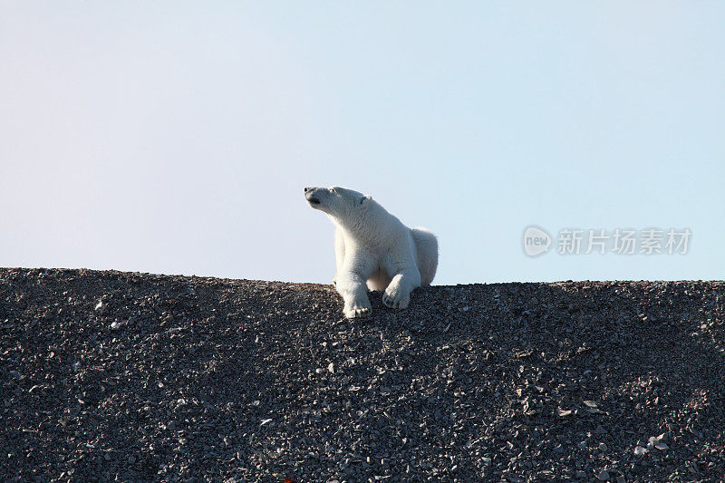 北极熊在沙砾山脊上休息。