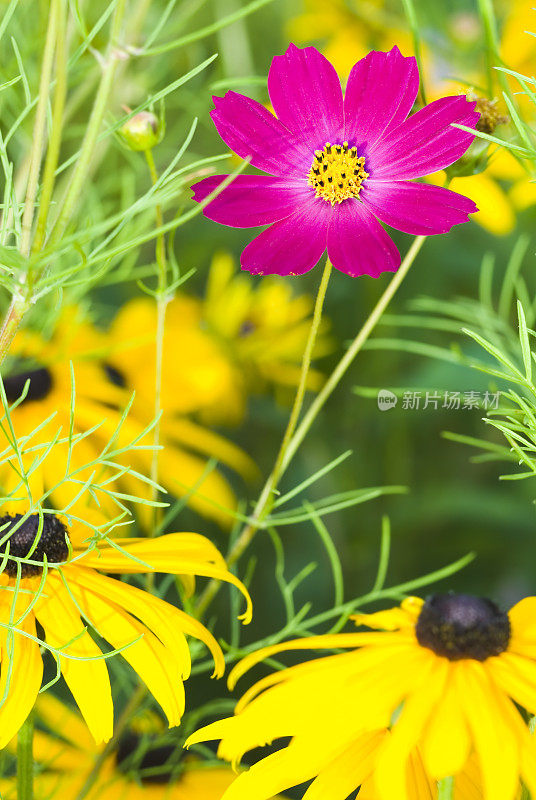 宇宙和黑眼苏珊(Rudbeckia)花