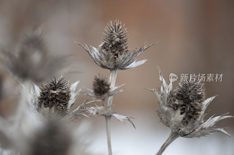 冬季花园户外的干果花