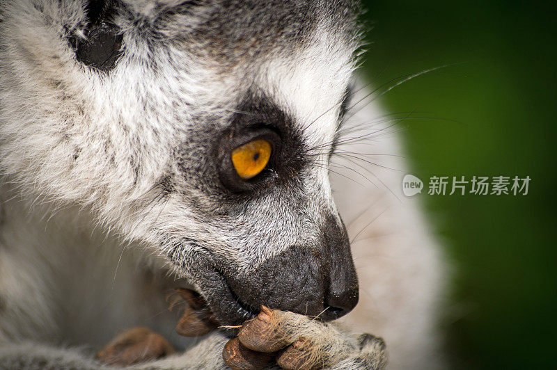 环尾狐猴的侧面