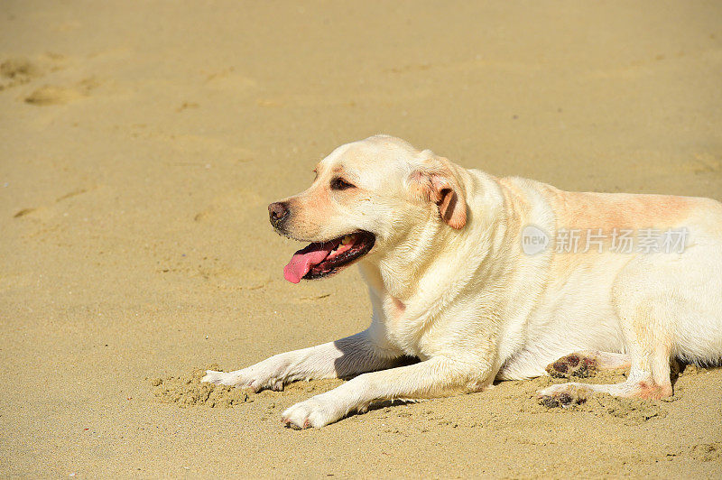 拉布拉多寻回犬