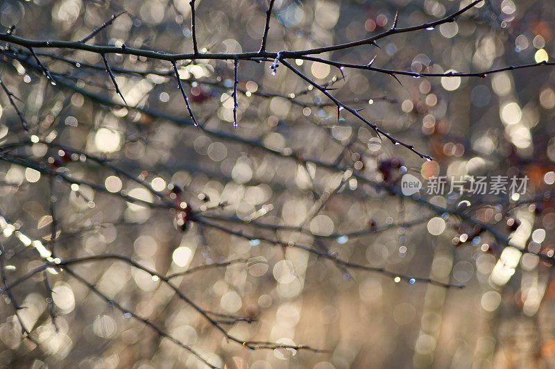 雨中的山楂枝