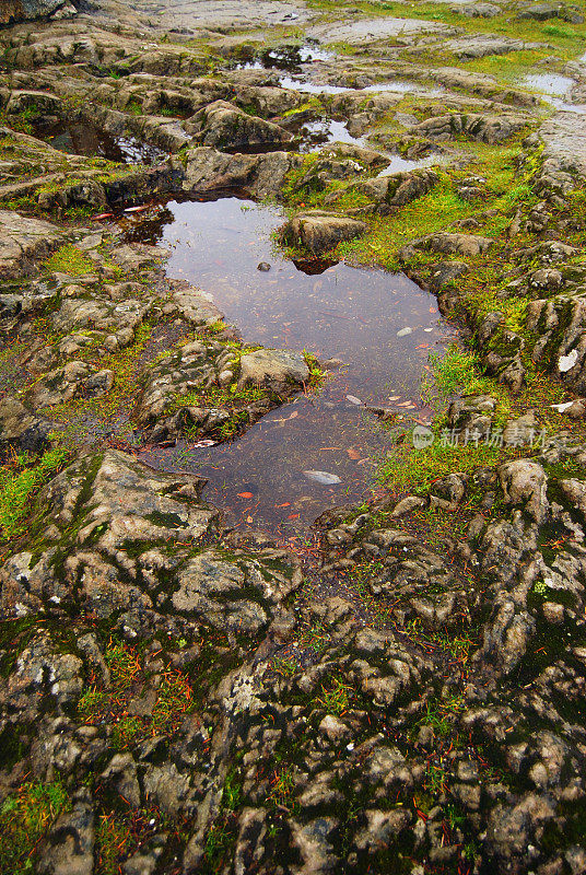 苔藓岩石和雨水坑自然环境