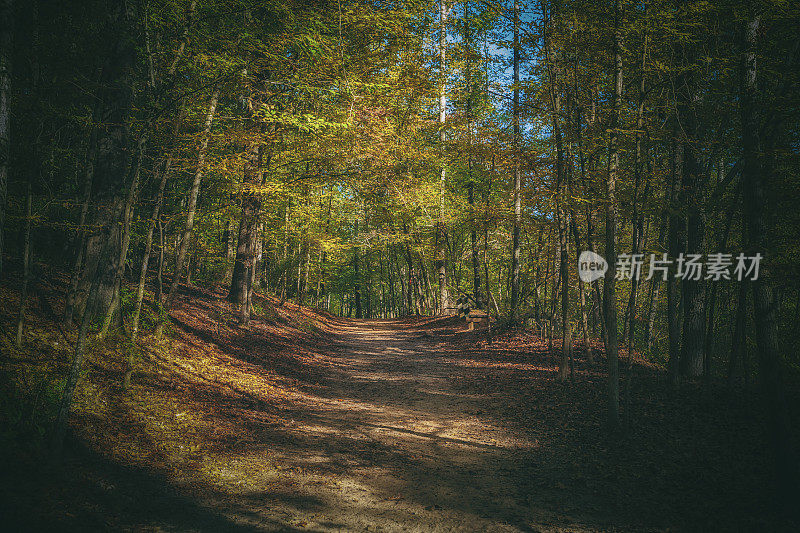 穿越森林的徒步小径