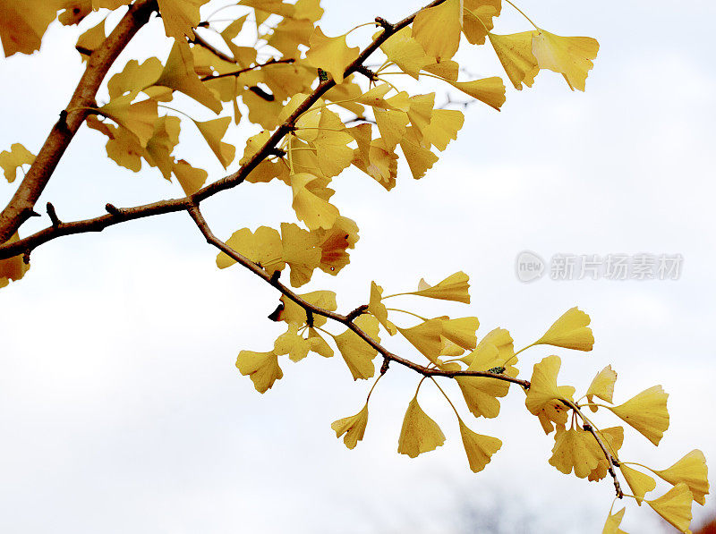 银杏秋天的叶子