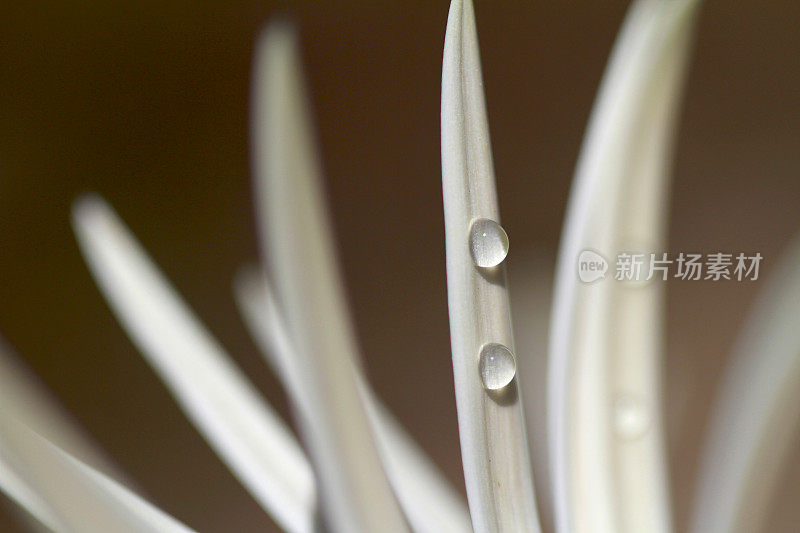 靠近白色非洲菊花瓣与露珠上