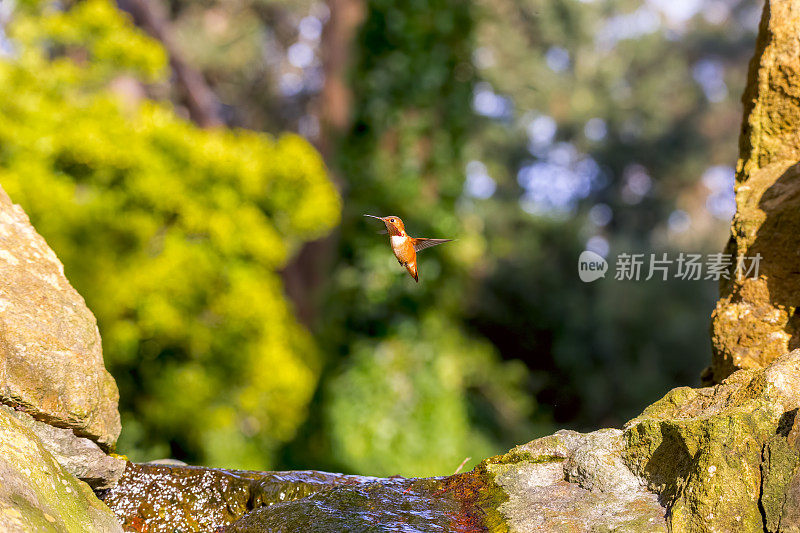 蜂鸟在金门公园吐舌头