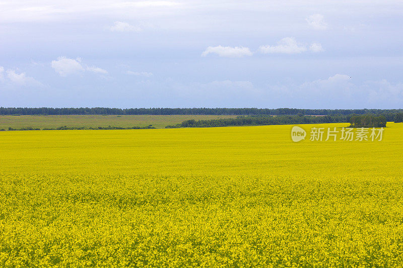 黄色油菜田