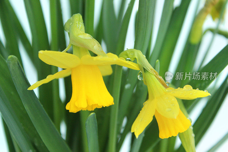 一丛黄色喇叭水仙花的图像(面对面)，工作室拍摄