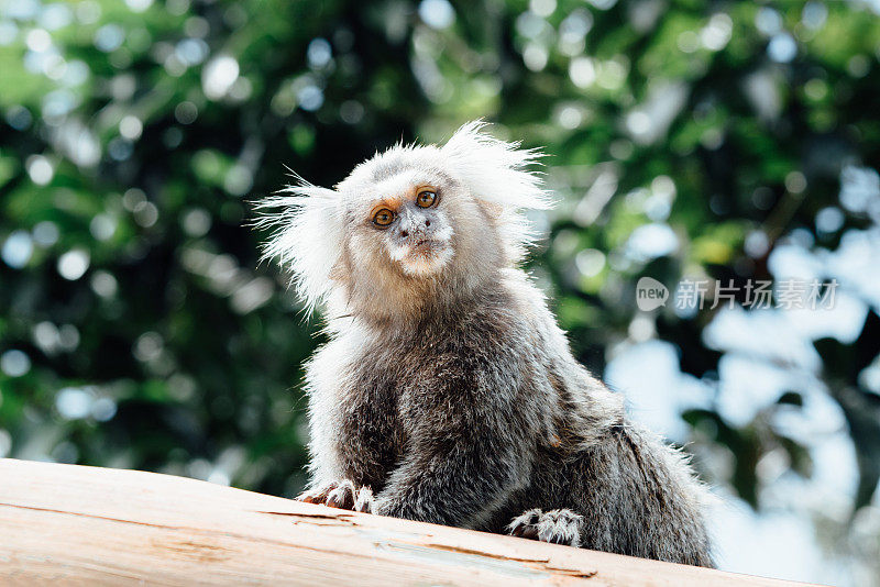 野生巴西狨猴从木栅栏看起来很奇怪