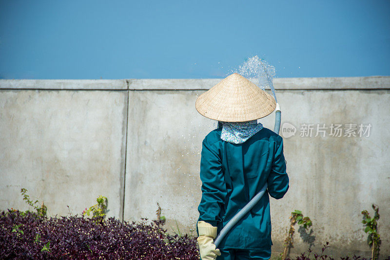 给植物、草和花浇水