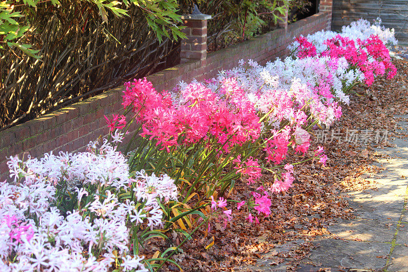 粉红色的海棠花(宝石百合)，秋季花园阳光