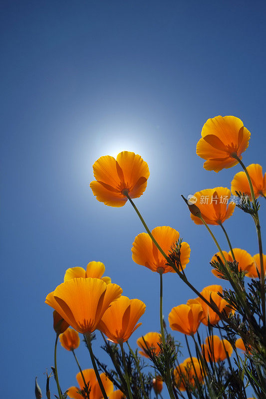 加州罂粟花直射太阳