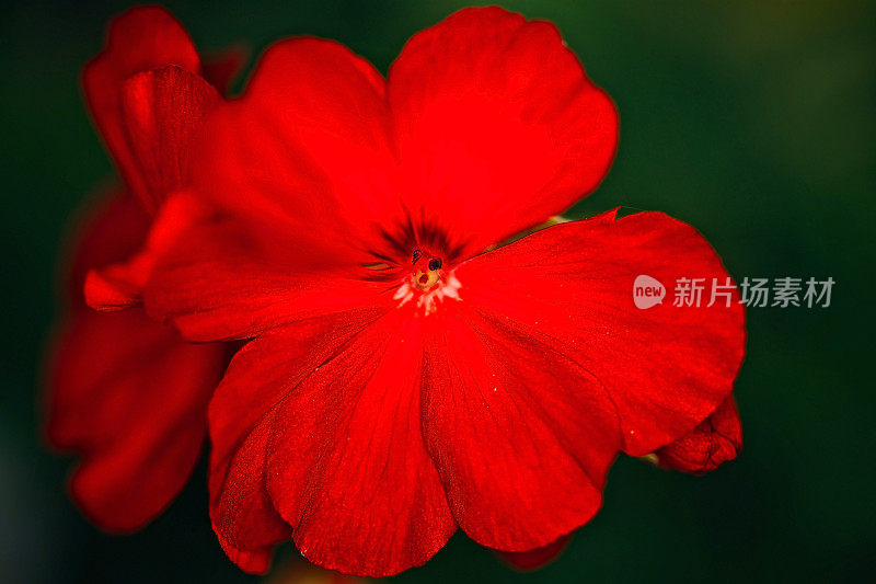 红色的芙蓉花