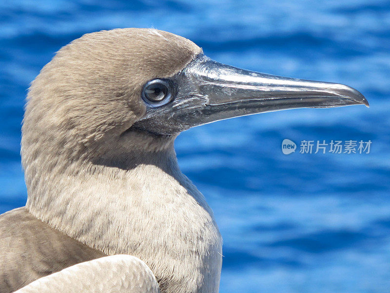 只蓝鲣鸟