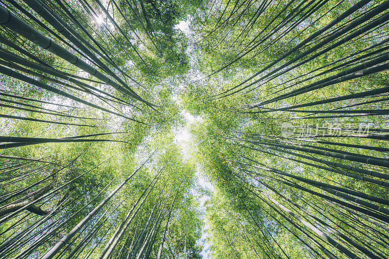 日本京都岚山竹林